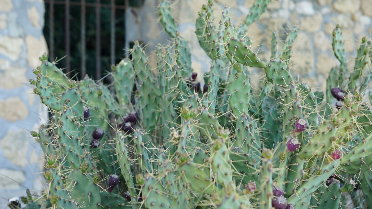 Photo of Outdoor in El Roc de Sant Gaieta