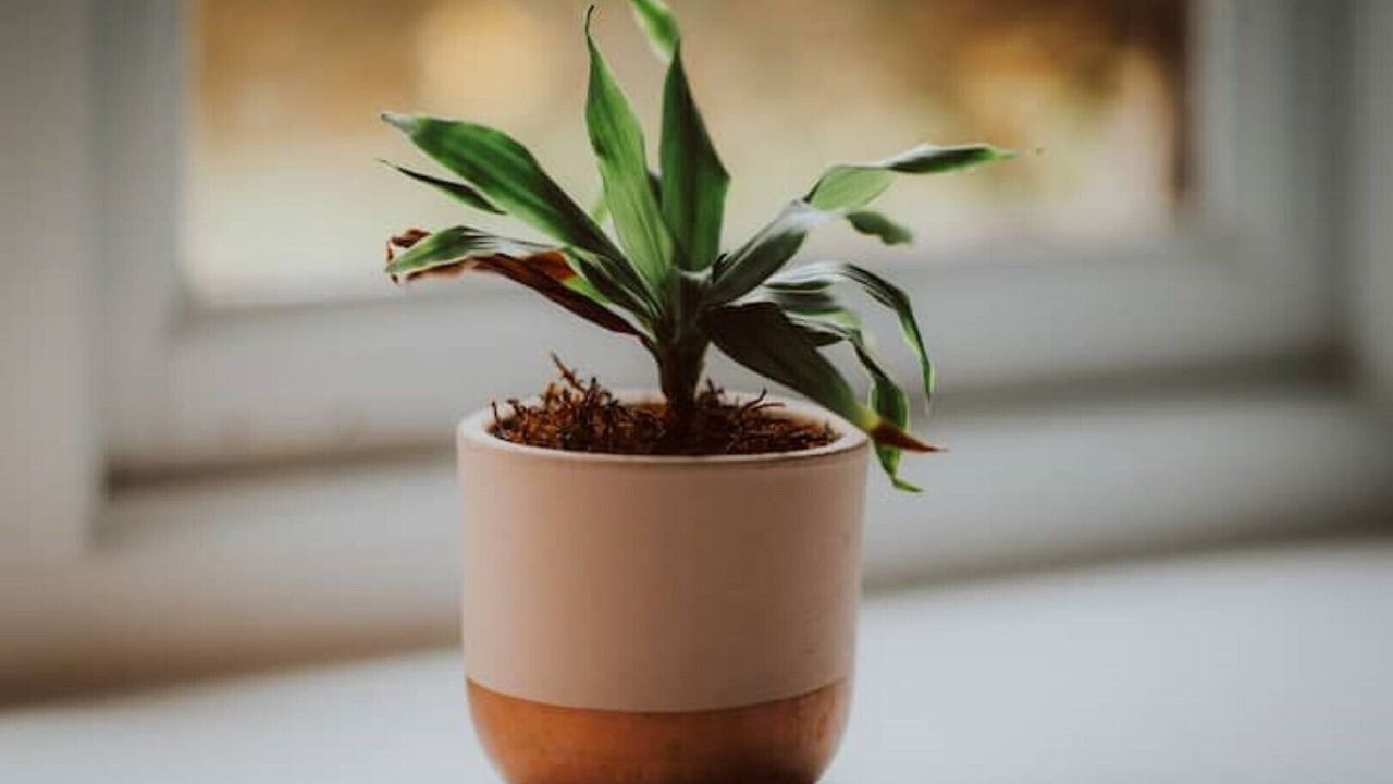 Photo of Others in Coalpit Heath