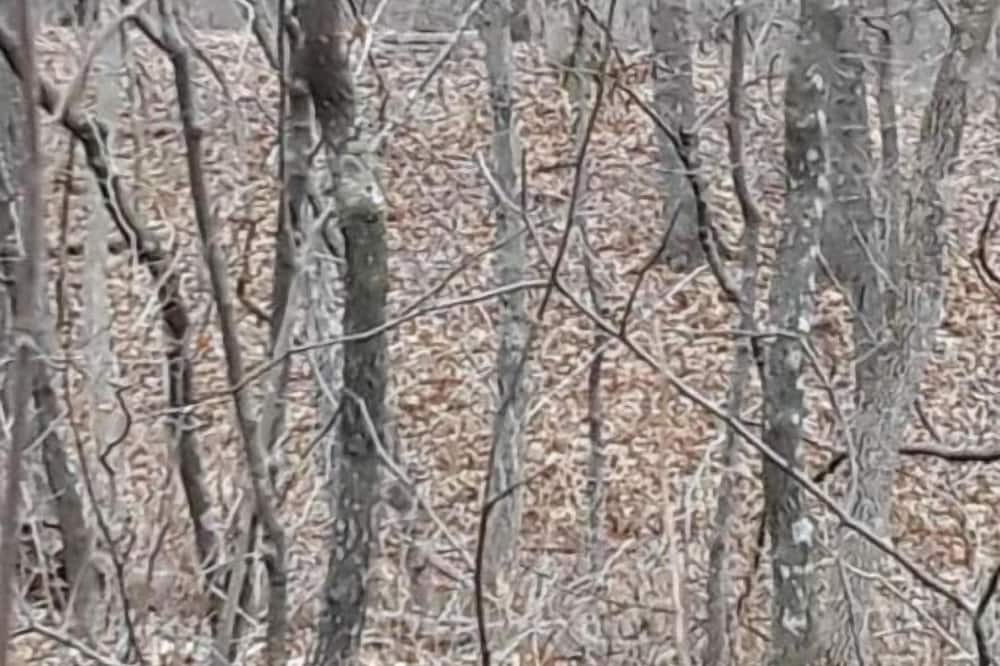 Photo of Others in Warrensburg