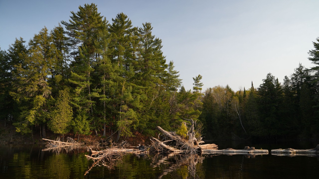 Photo of Outdoor in Algonquin Highlands