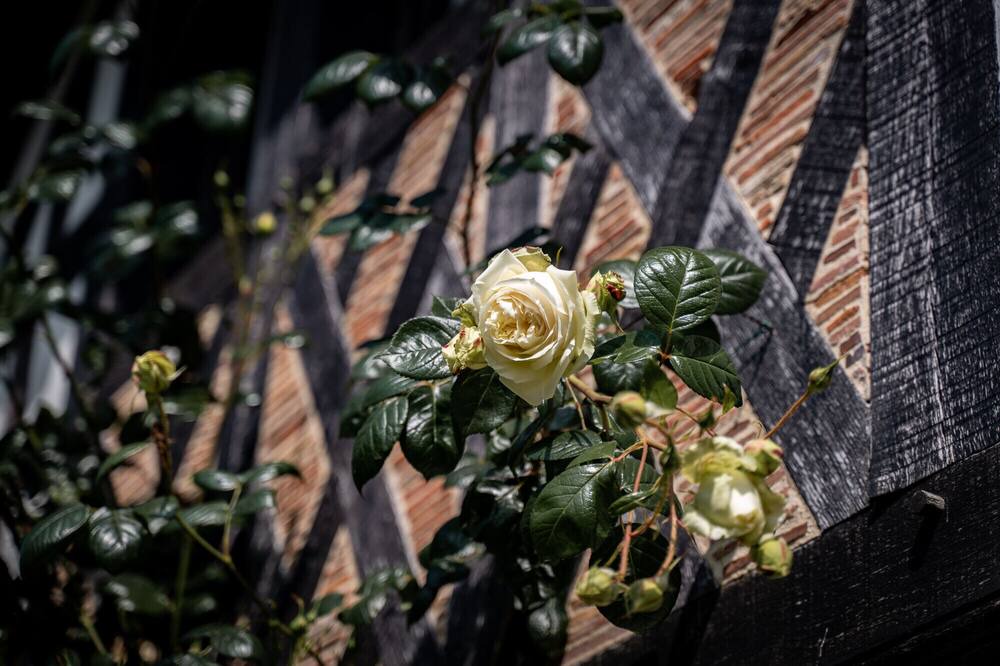 Photo of Others in Saint-Gatien-des-Bois