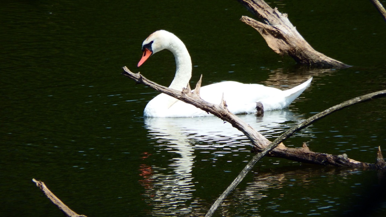 Photo of Others in Montauban-de-Bretagne