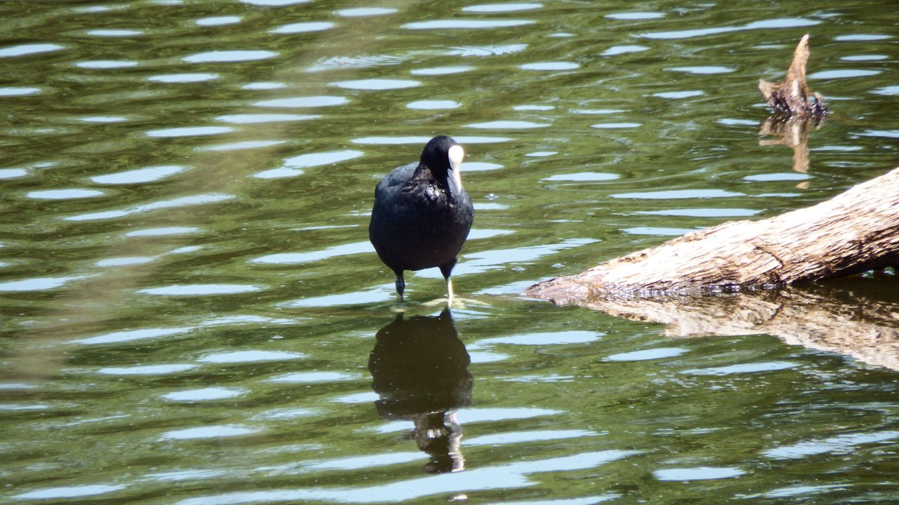 Photo of Others in Montauban-de-Bretagne