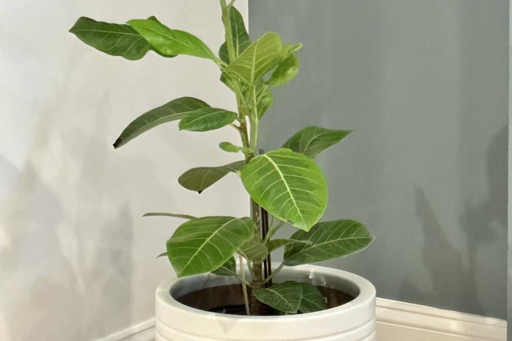 Photo of Others in Mamaroneck