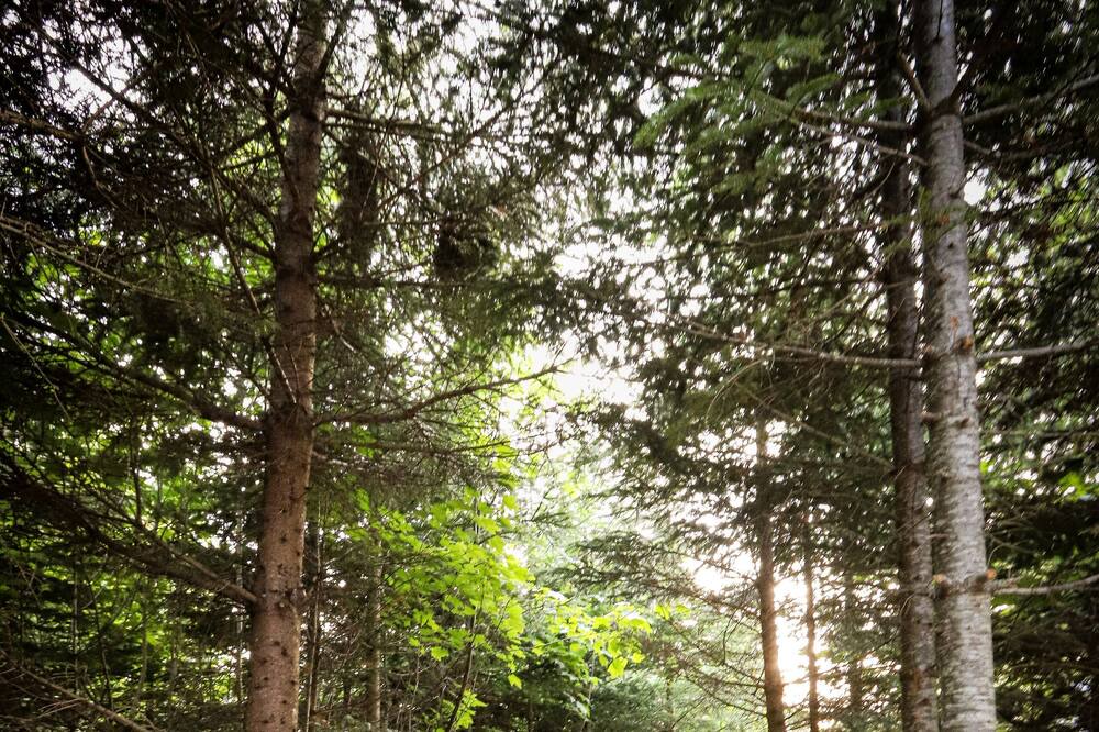 Photo of Outdoor in Shannon