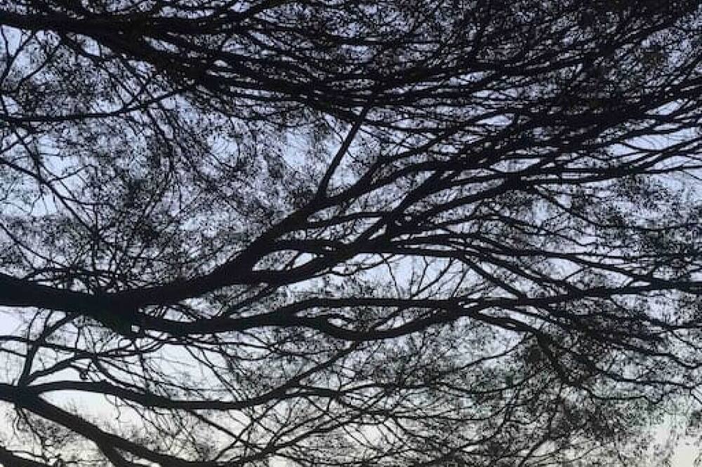 Photo of Others in Darling Point