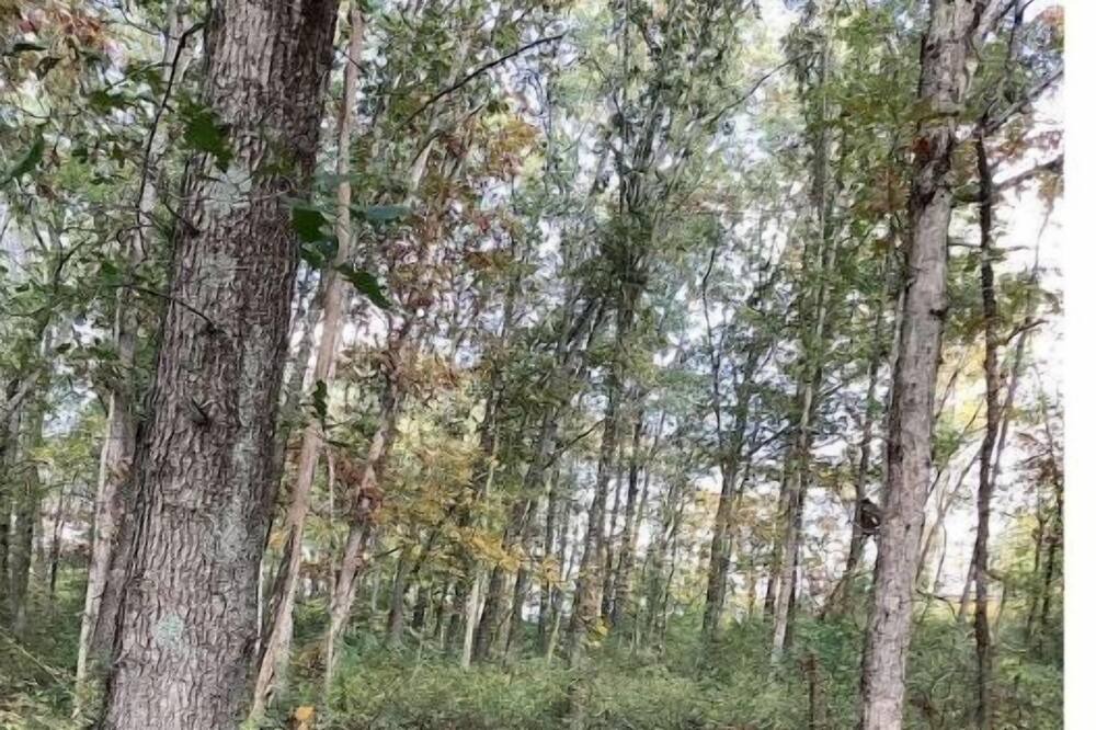 Photo of Outdoor in Hallsville