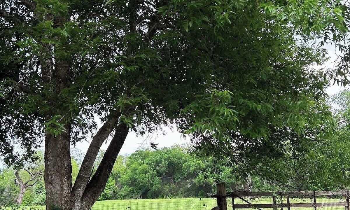 Photo of Others in Fredericksburg