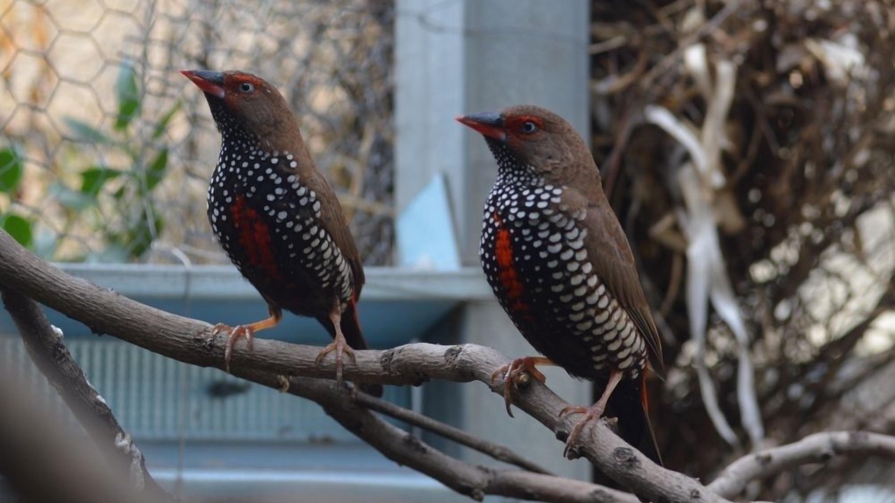 Photo of Outdoor in Paringa