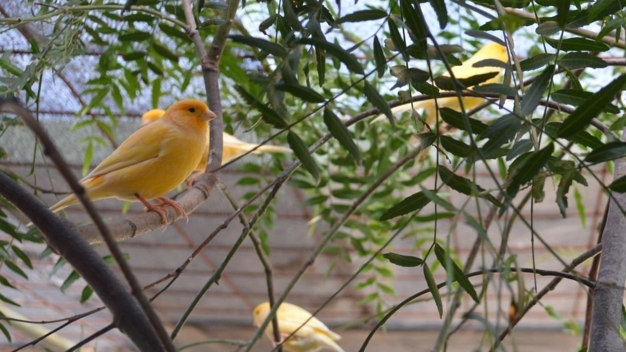 Photo of Outdoor in Paringa