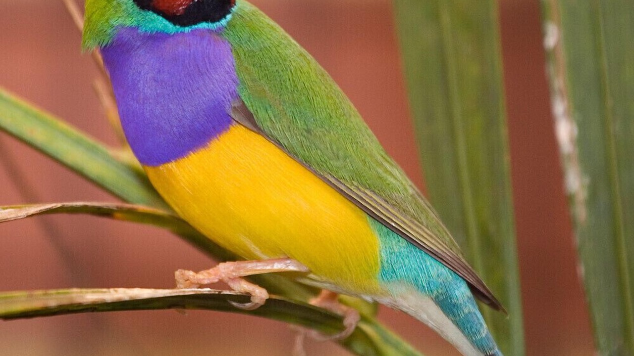 Photo of Others in Alexandra Hills