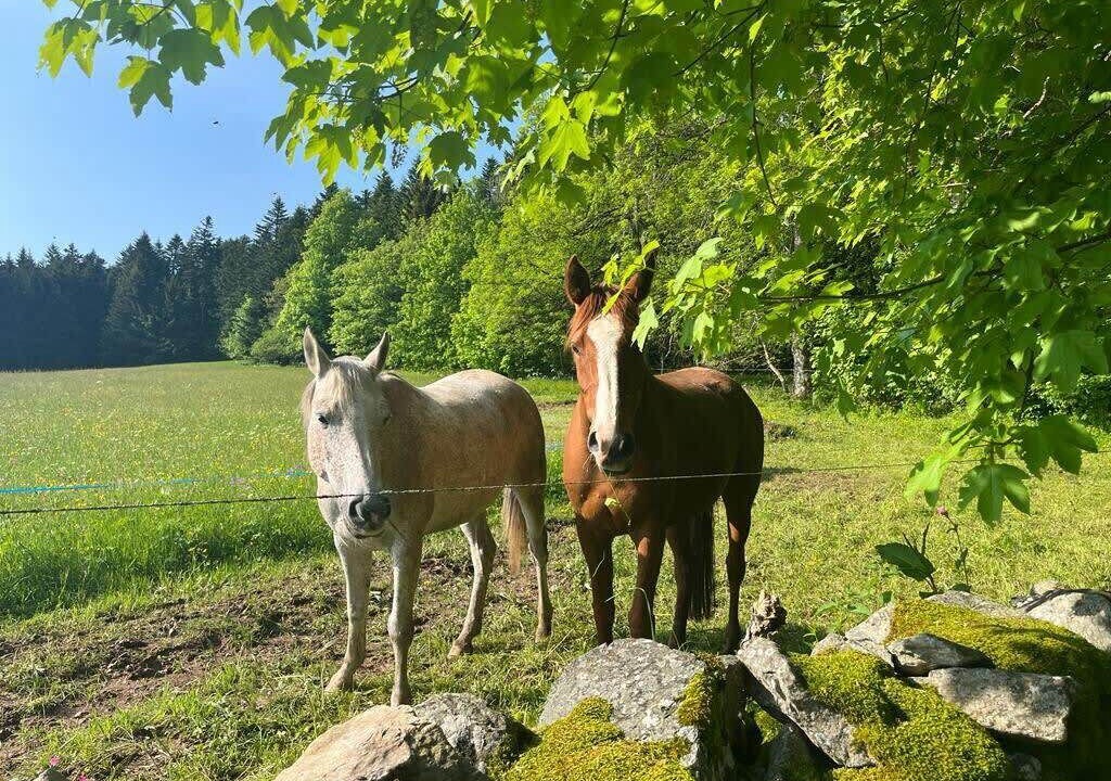 Photo of Outdoor in Yssingeaux
