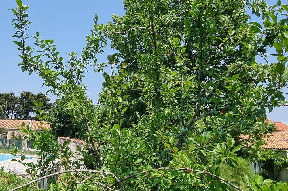 Photo of Outdoor in Nalliers