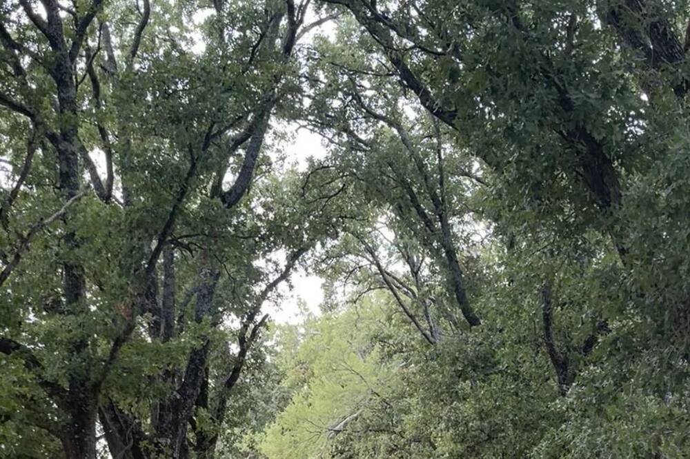 Photo of Outdoor in Elmo