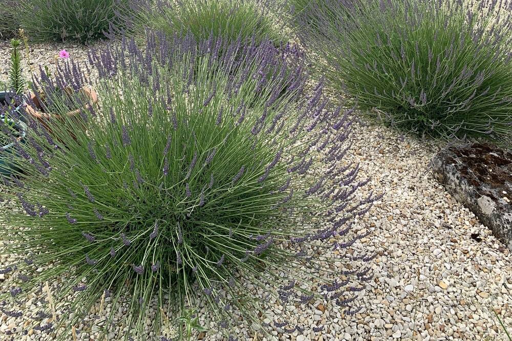 Photo of Outdoor in Juignac