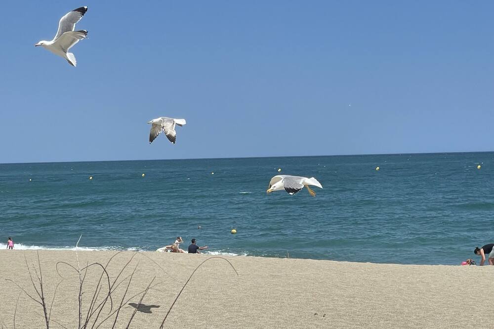 Photo of Others in Plage d'Argeles