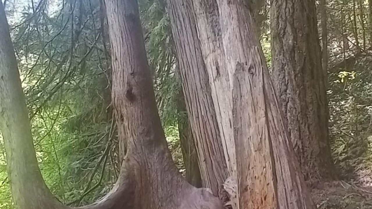 Photo of Others in Roseburg