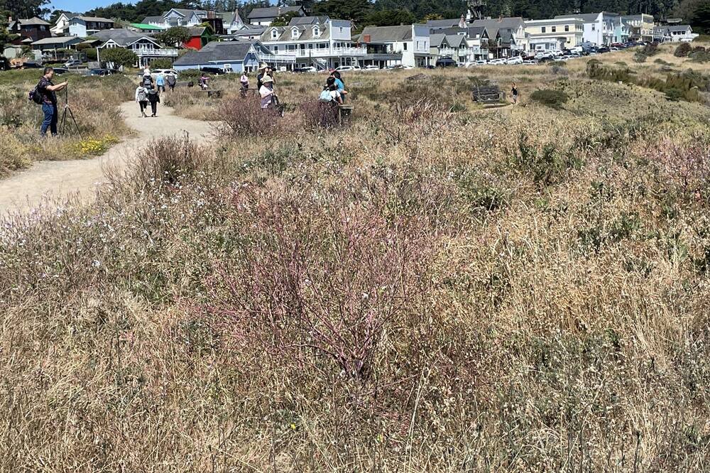 Photo of Others in Mendocino
