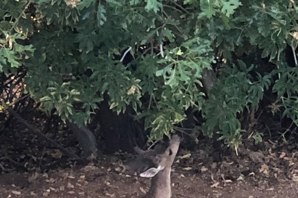 Photo of Others in Placerville