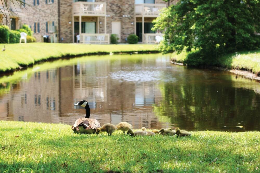 Photo of Outdoor in Surfside Beach