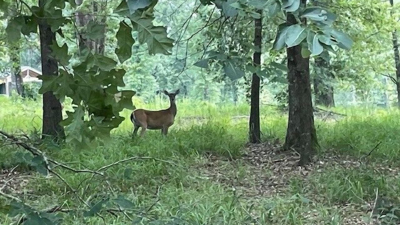 Photo of Others in Dogwood