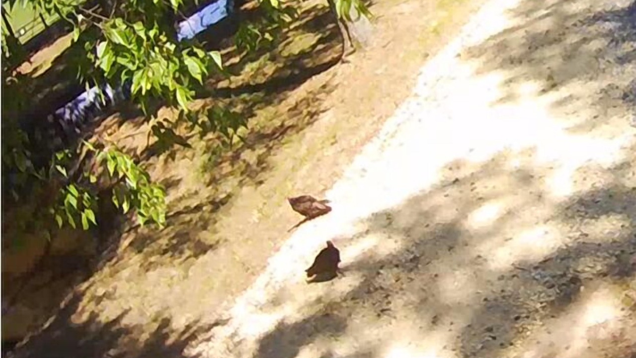 Photo of Outdoor in Dogwood