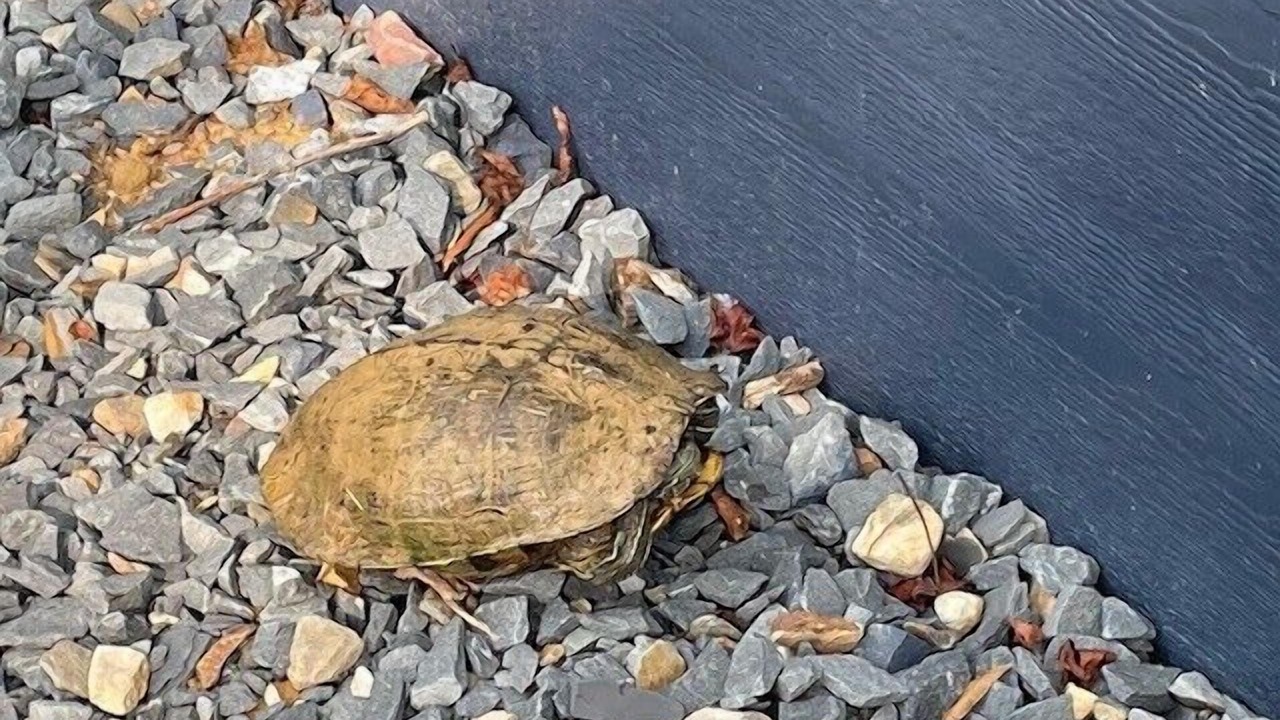 Photo of Outdoor in Dogwood