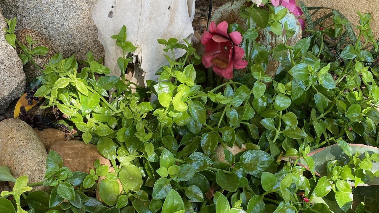 Photo of Outdoor in Squaw Valley