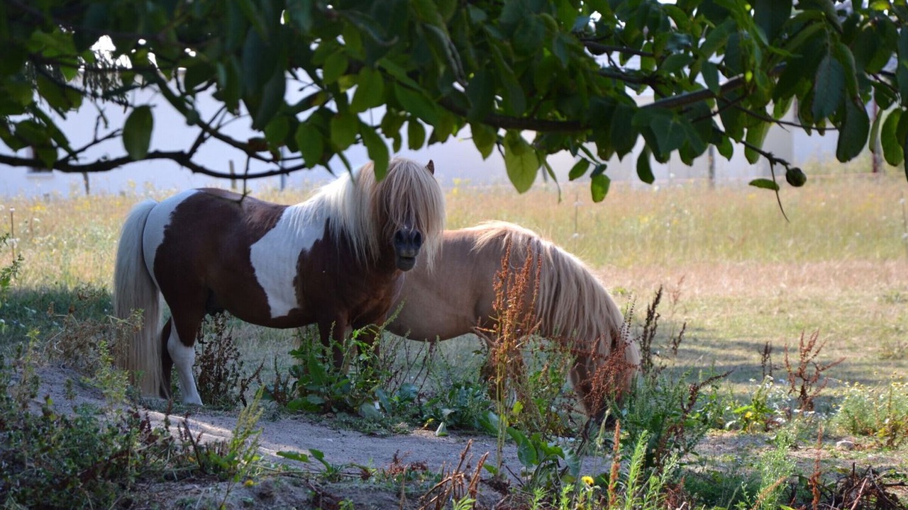 Photo of Outdoor in Chilleurs-aux-Bois