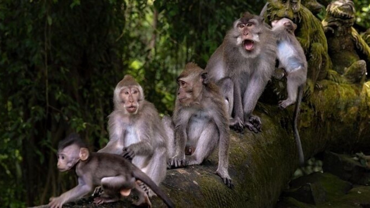 Photo of Others in Melayang
