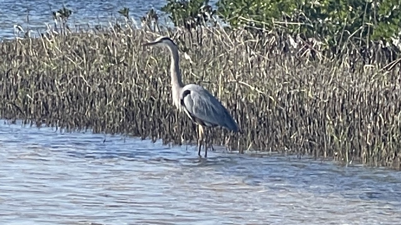 Photo of Others in Wesley Chapel