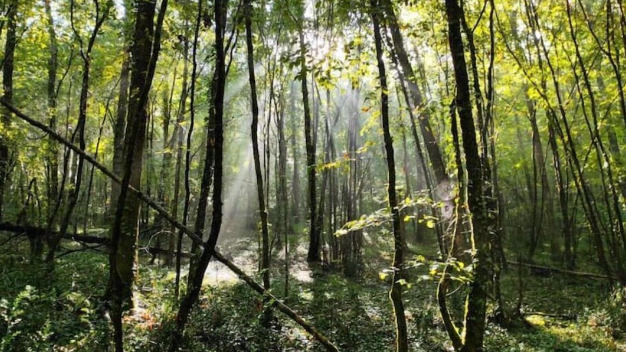 Photo of Outdoor in Lamothe-Capdeville