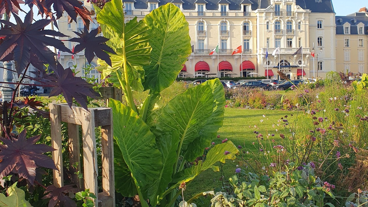 Photo of Outdoor in Cabourg