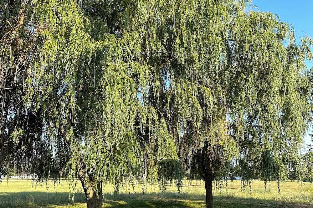 Photo of Others in Colbert