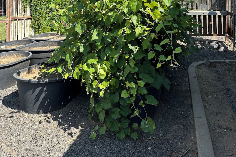 Photo of Outdoor in Colbert