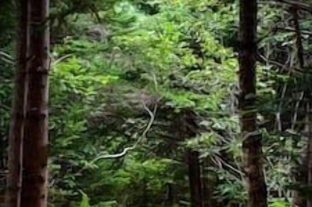 Photo of Others in Birchtown