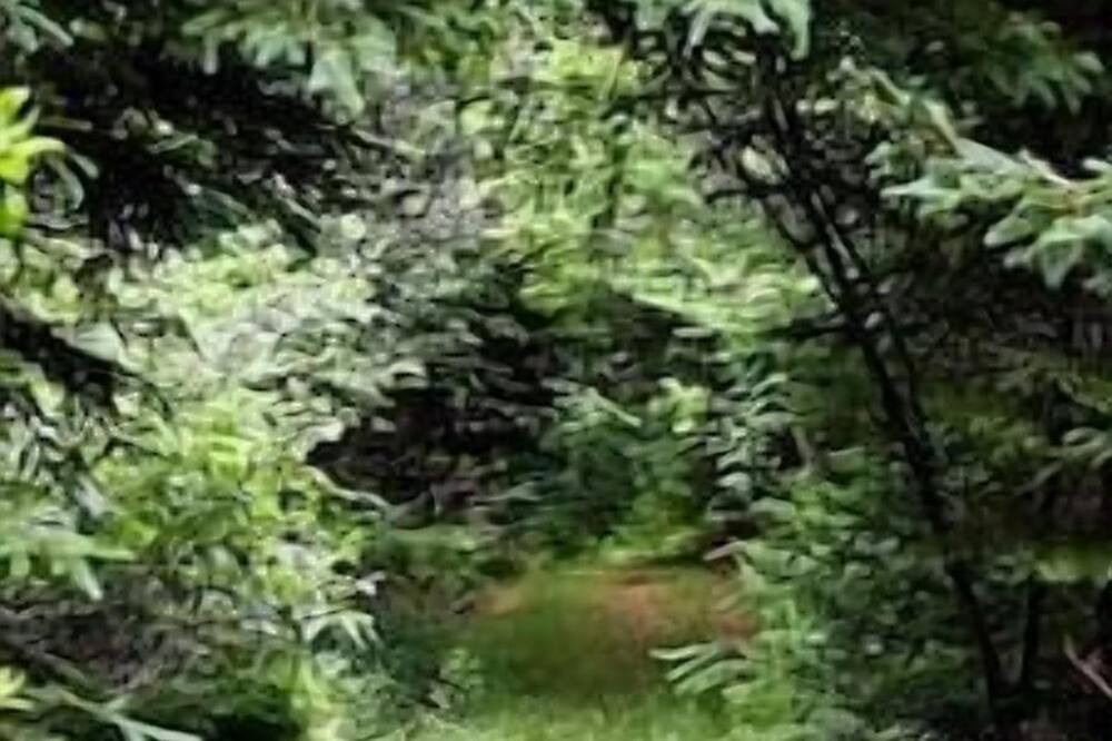 Photo of Others in Birchtown