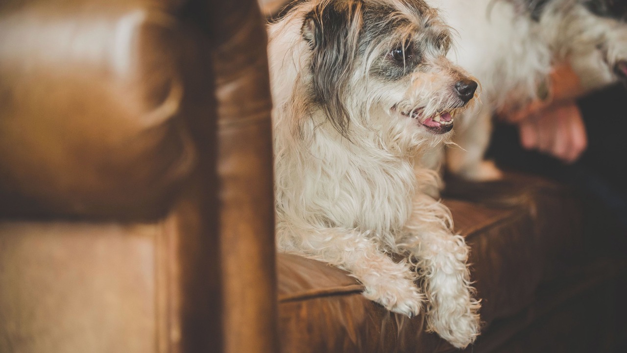 Photo of Others in Conwy