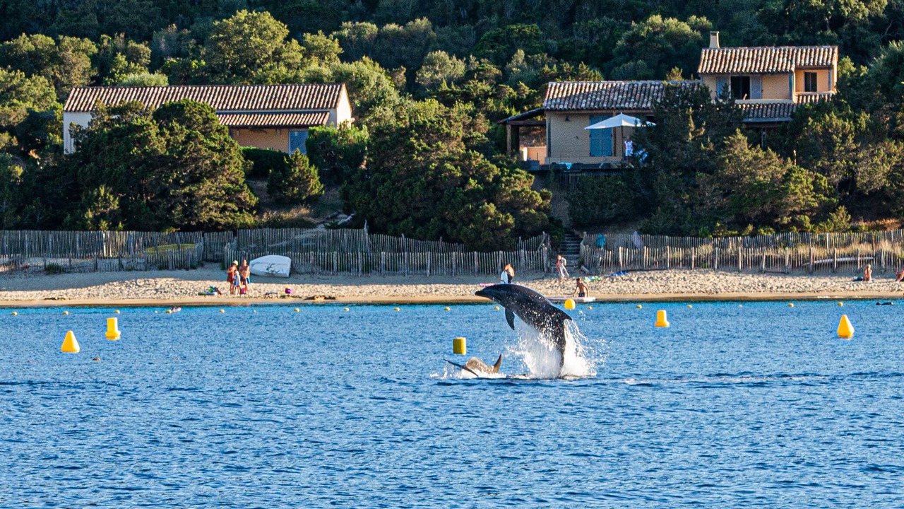 Photo of Others in Belvedere-Campomoro