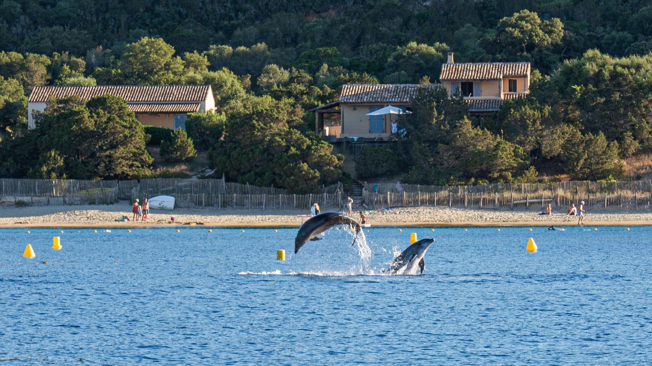 Photo of Others in Belvedere-Campomoro