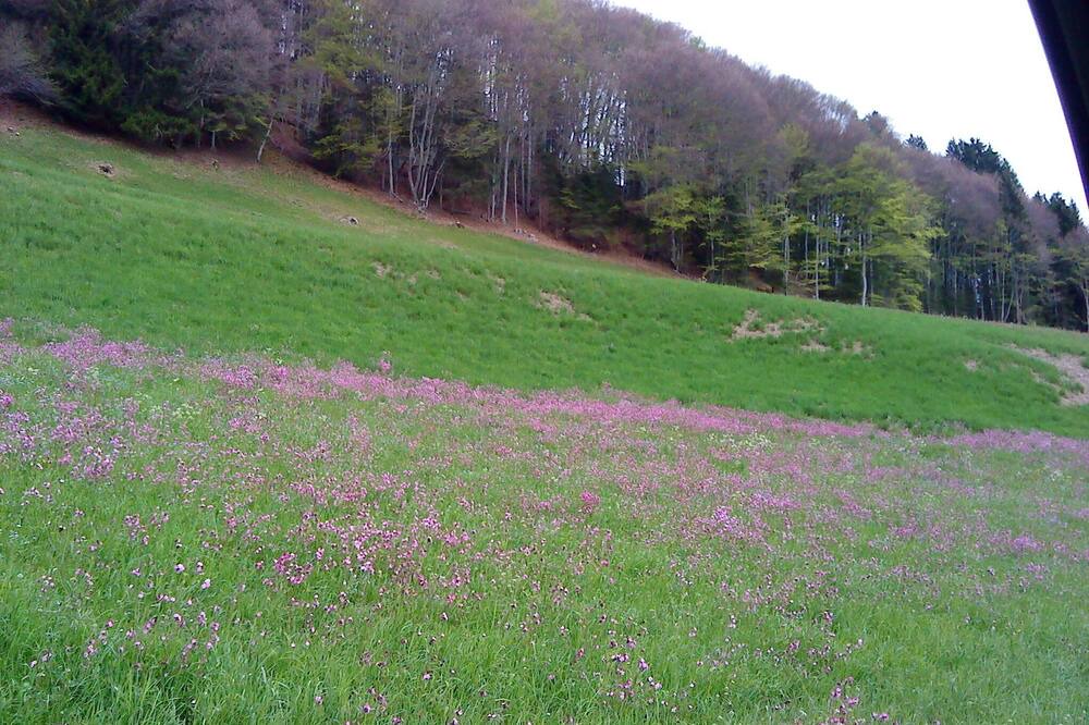 Photo of Others in Seewis im Prattigau
