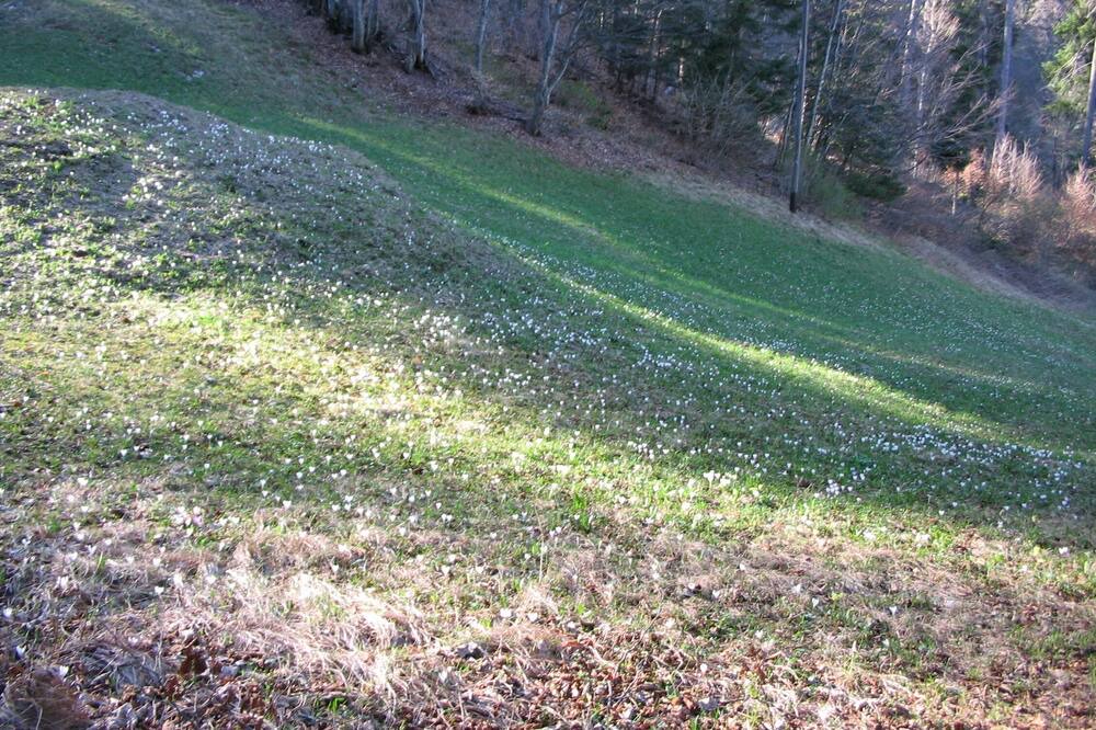 Photo of Others in Seewis im Prattigau