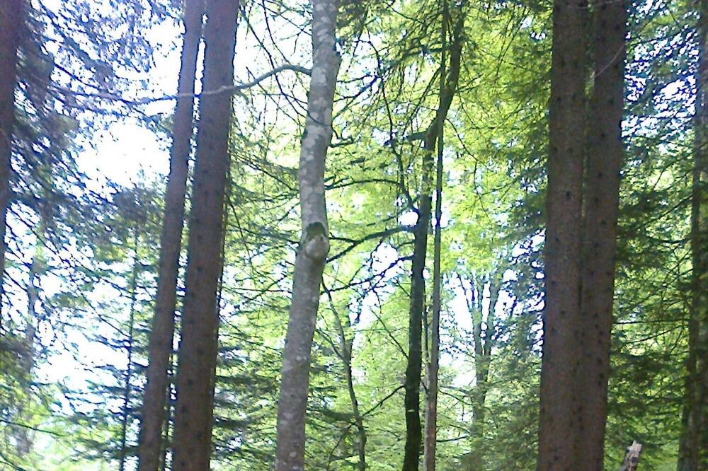 Photo of Others in Seewis im Prattigau
