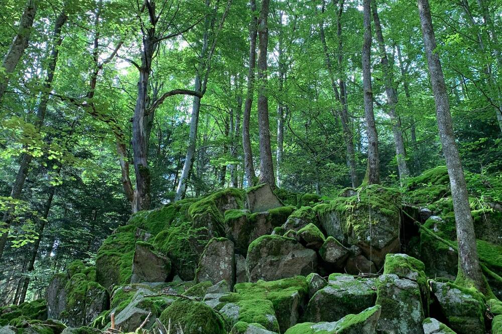 Photo of Outdoor in Fresse-sur-Moselle