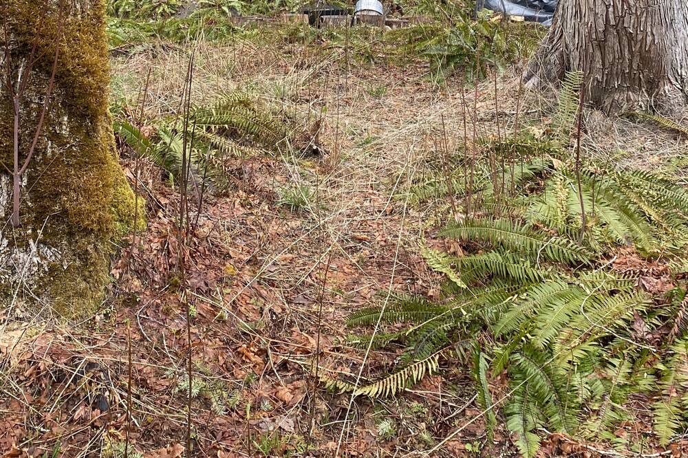 Photo of Outdoor in Skykomish