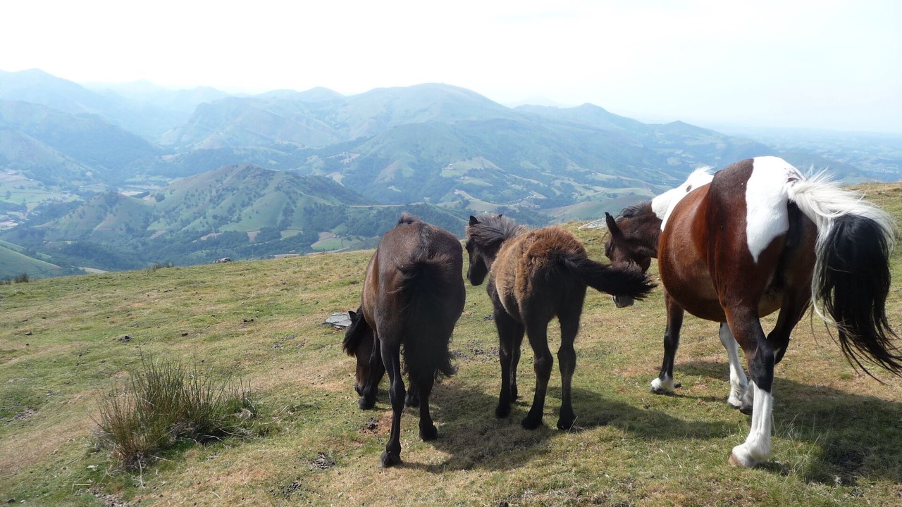Photo of Others in Macaye