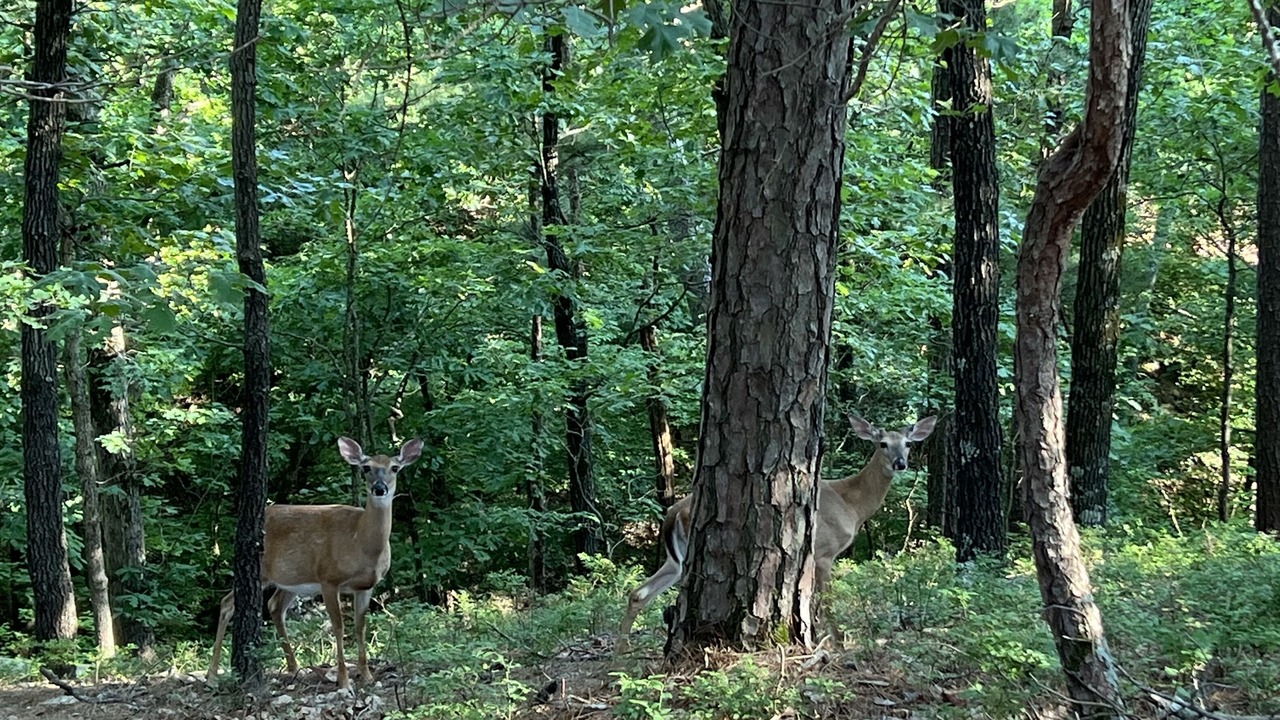 Photo of Outdoor in Jay