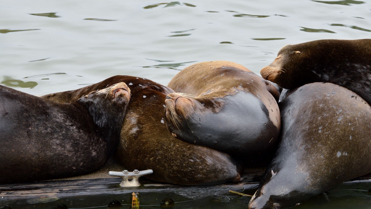 Photo of Others in Astoria