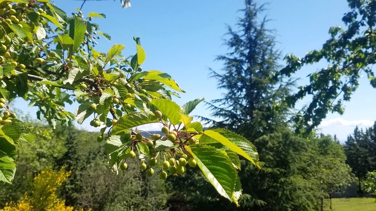 Photo of Outdoor in Saint-Marsal