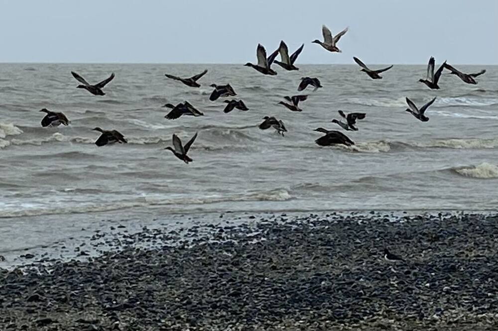 Photo of Others in Kaiaua